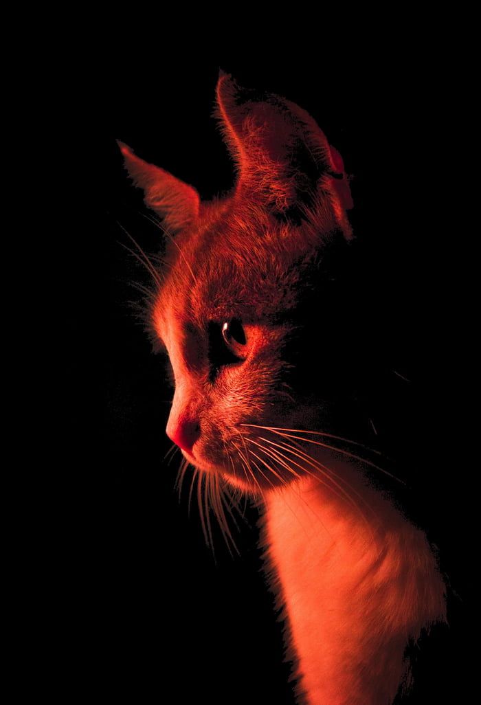 a close up of a cat in the dark with its head turned to the side