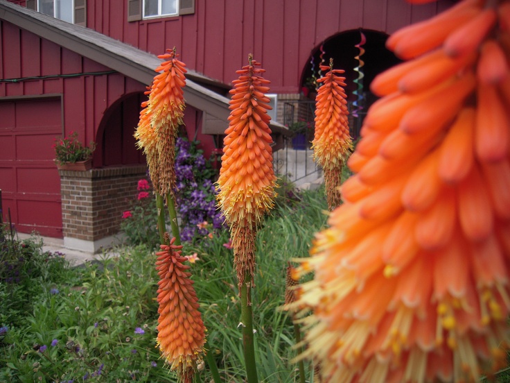 an orange flower in front of a red building with purple and yellow flowers around it