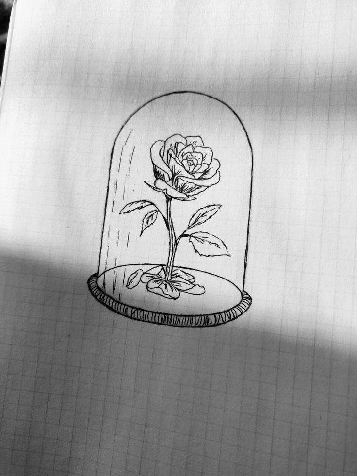 a drawing of a rose under a glass dome