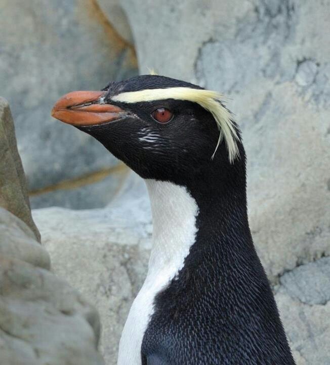 a close up of a penguin near some rocks