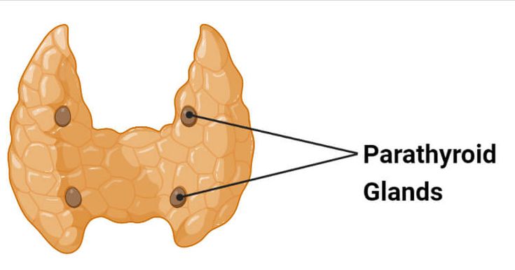 the anatomy of the liver and its surrounding parts, including the diaphromidus