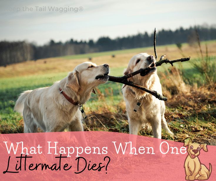 two dogs are playing with a stick in their mouth and the caption says, what happens when one climate dies?