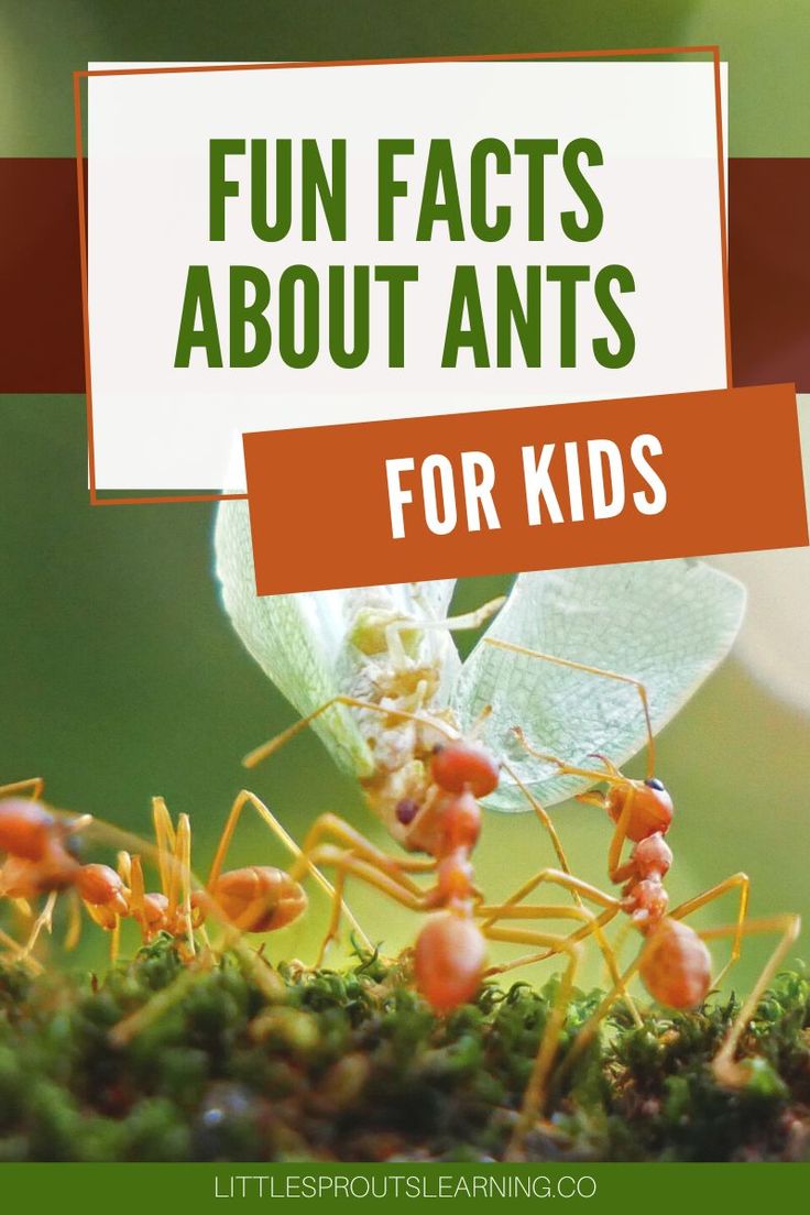 an insect with the words fun fact about ants for kids