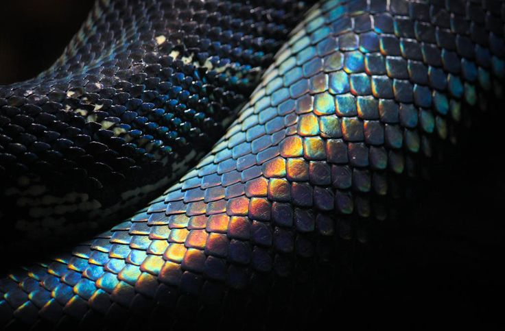 a close up view of the skin of a snake's head, with multicolored scales