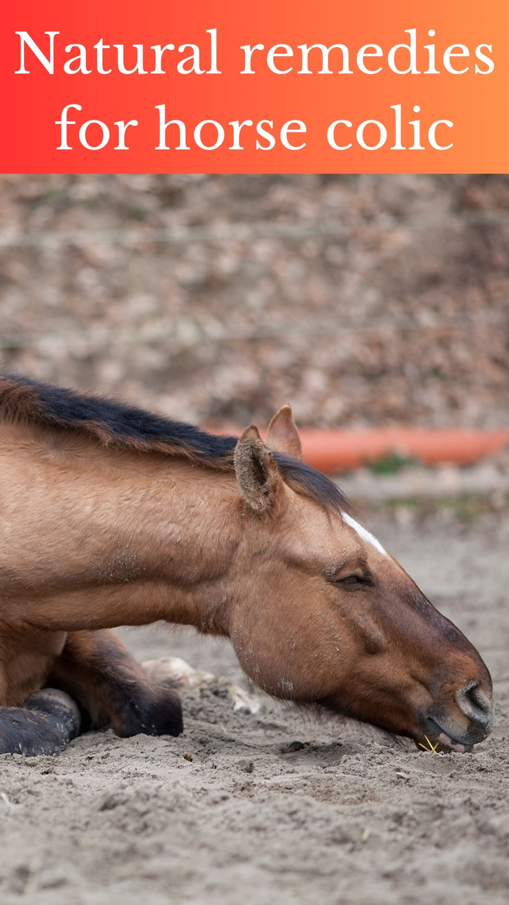 a horse laying down in the dirt with its head on it's hind legs