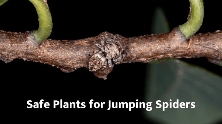 a close up of a plant with the words safe plants for jumping spideres on it