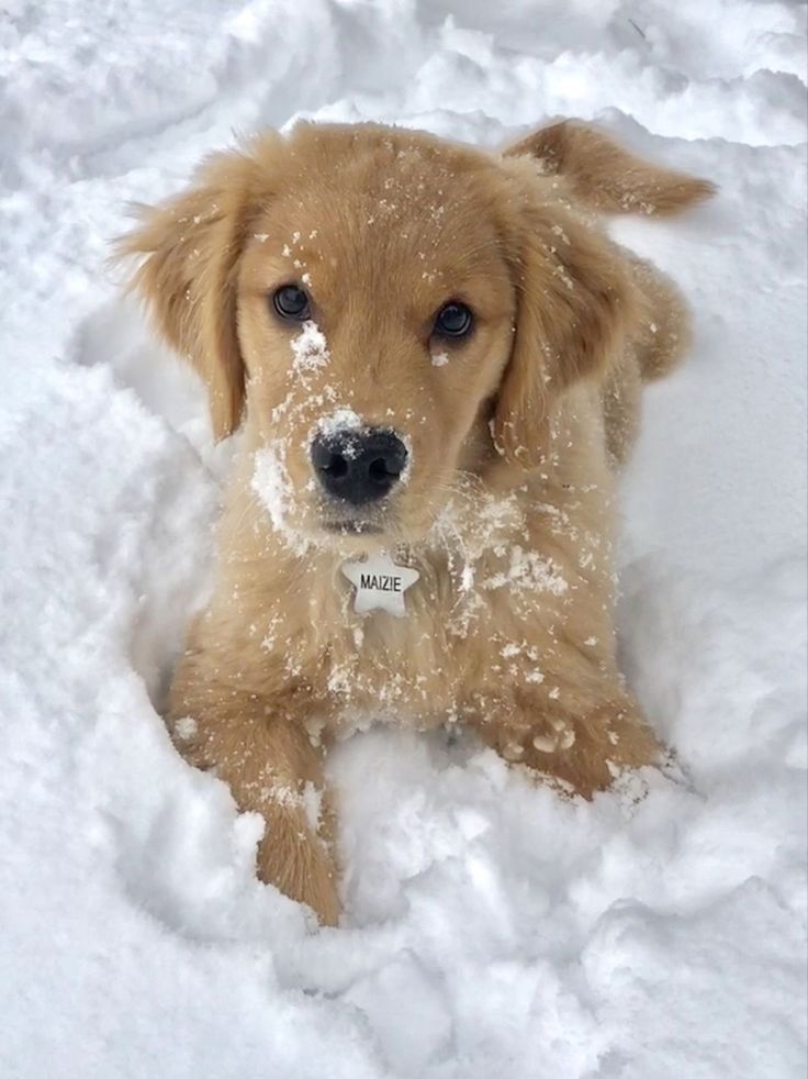 a brown dog is laying in the snow