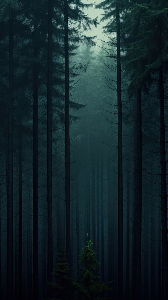 a dark forest filled with lots of tall trees