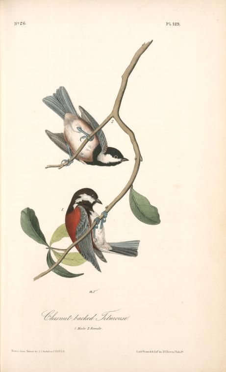 two birds sitting on top of a tree branch