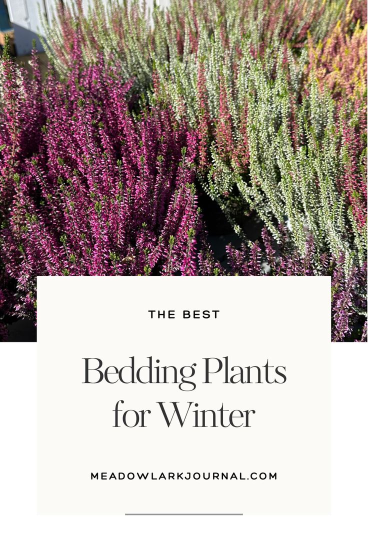 bedding plants for winter Winter Flowers Garden, Shade Annuals, Best Bedding, Early Spring Flowers, Raised Flower Beds, Plant Zones, New Flowers, Winter Bedding, Flower Bulbs