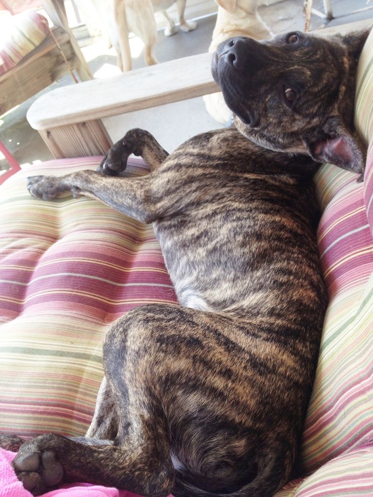 a brown and black dog laying on top of a striped couch next to a wooden table