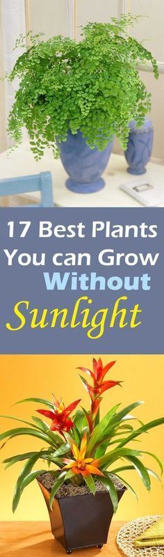 three different types of plants in vases on a table with the words 17 best plants you can grow without sunlight