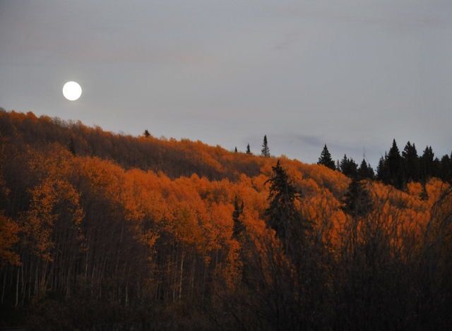 the full moon is setting over some trees with yellow leaves on them and in the distance, there are tall evergreens