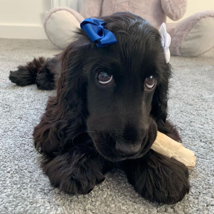 a black dog with a blue bow on its head is chewing on a bone toy