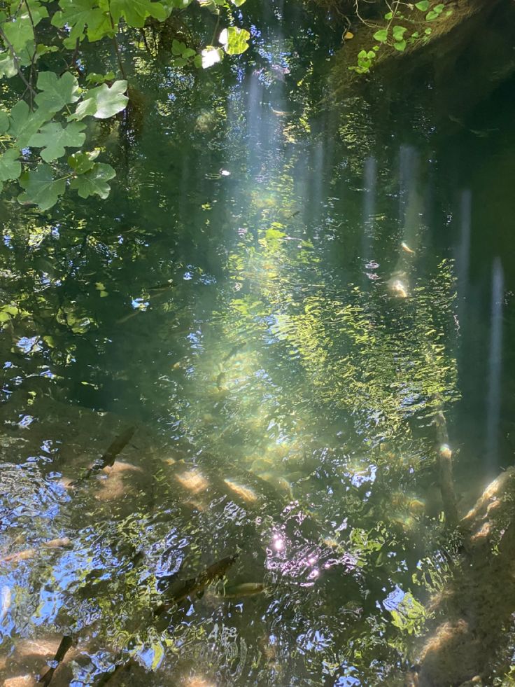 the water is full of fish and plants