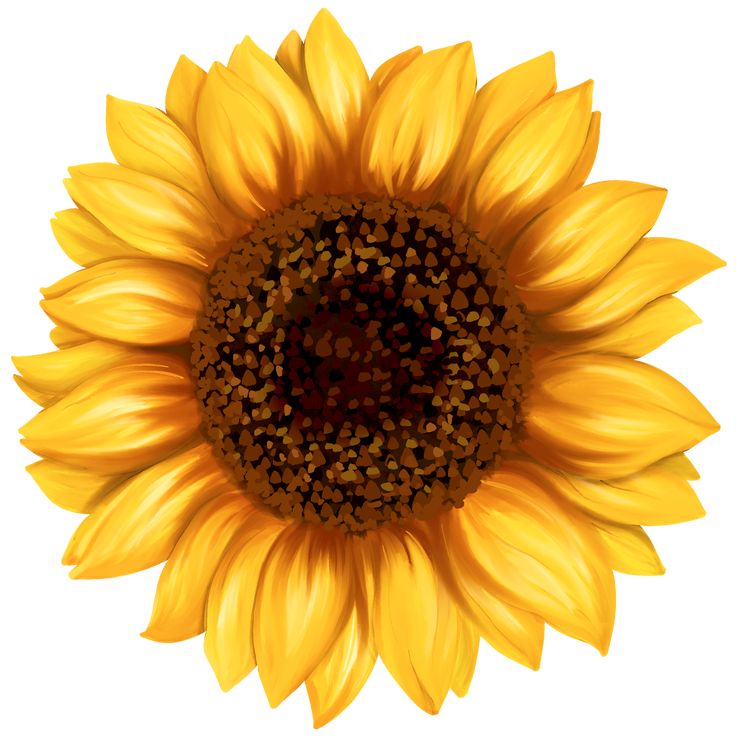 a large sunflower with yellow petals on a white background