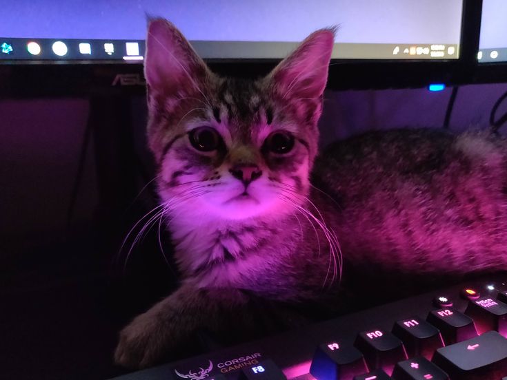 a cat is sitting in front of a computer keyboard with glowing pink lights on it