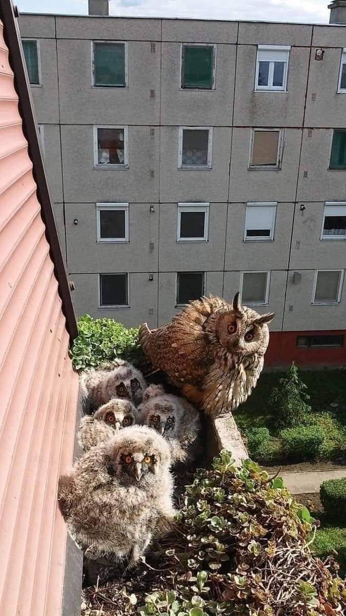 an owl sitting on top of a pile of dead birds in front of a building