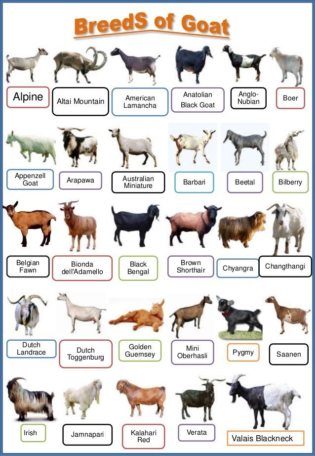 an animal chart with all the different breeds and their names in english, spanish, and german