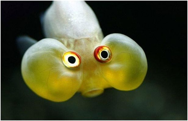 an image of a fish with two eyes on it's face and the caption says some species of aquarium fish hold their breath to try and get their own way, don't