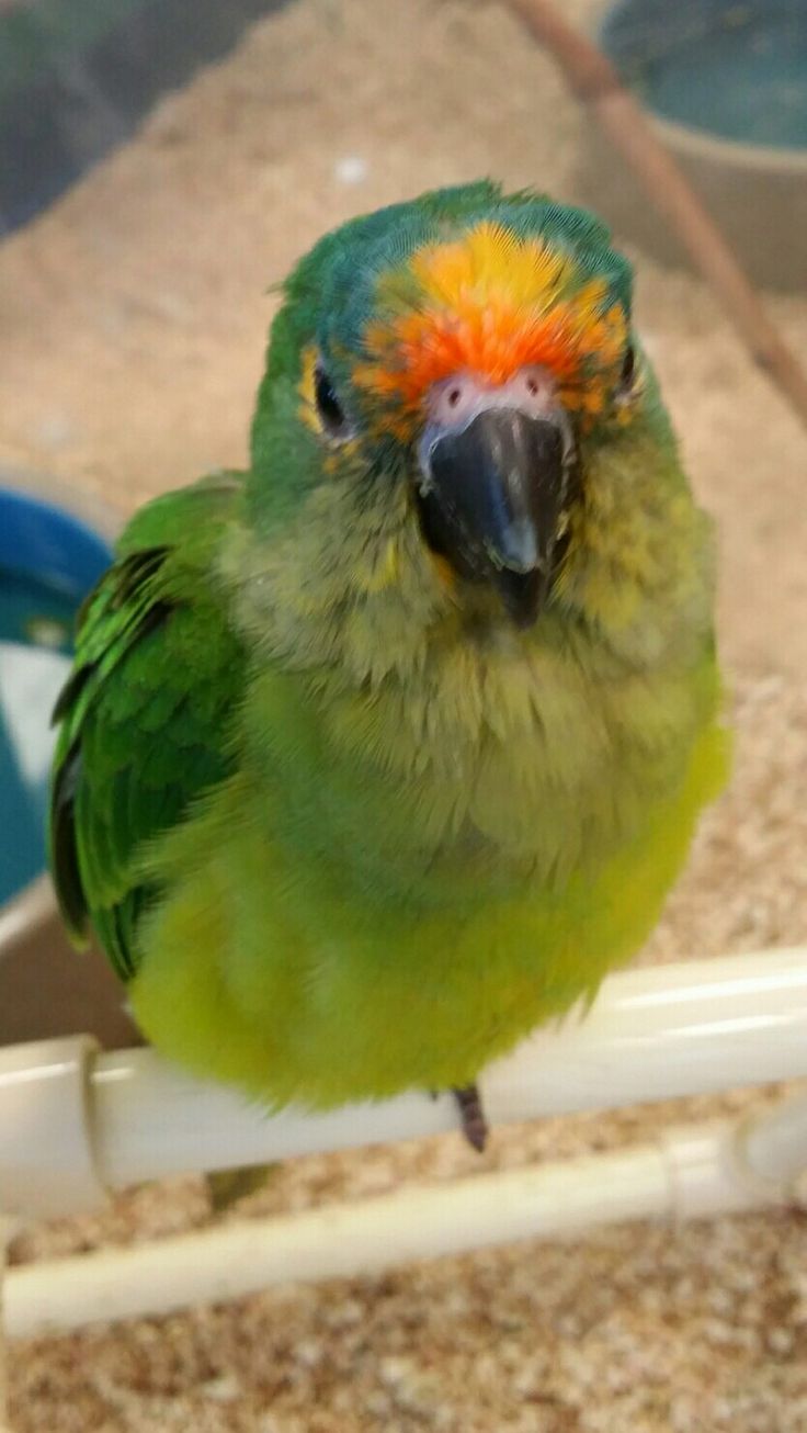 a colorful bird sitting on top of a white chair