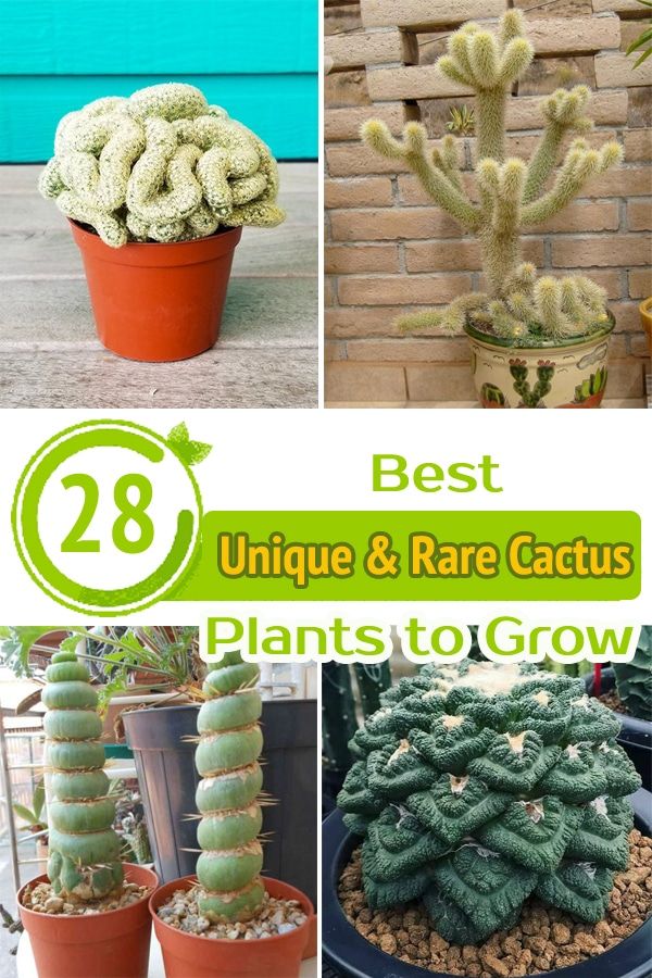 cactuses and succulents with the words best unique and rare cactus plants to grow