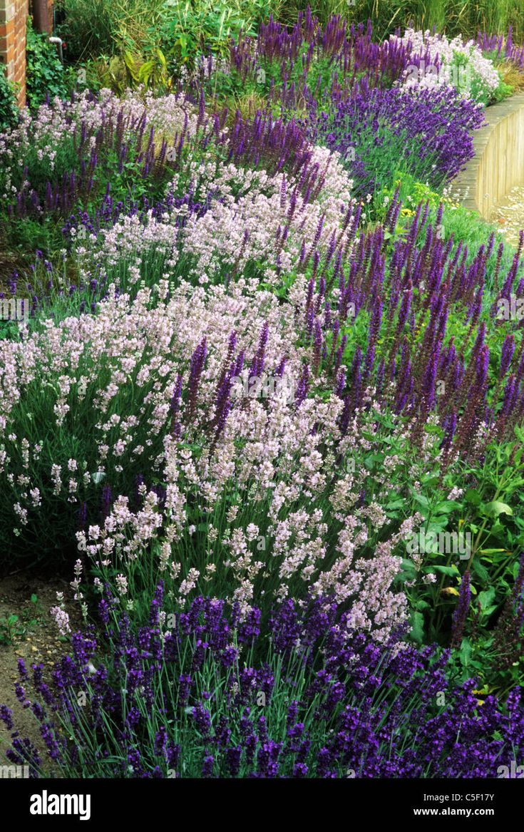 the garden is full of lavenders and other plants