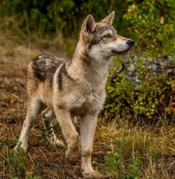 a wolf standing on top of a grass covered field