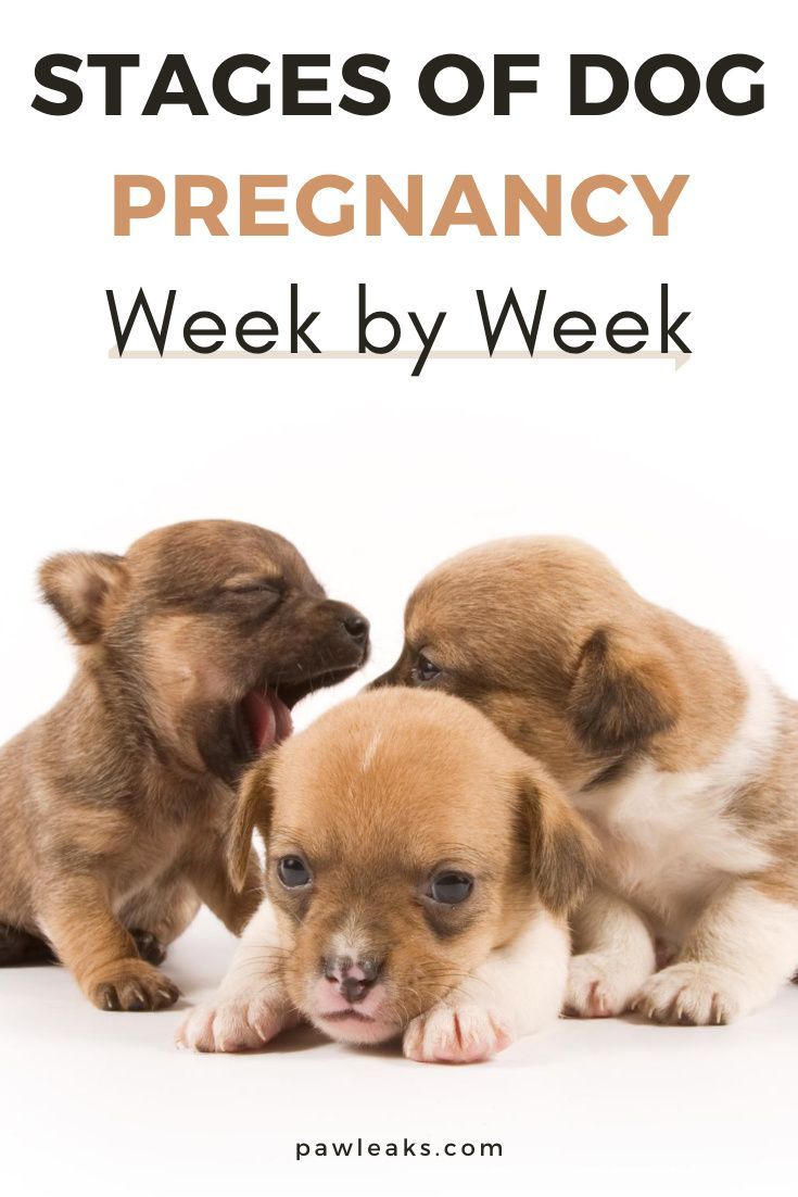 three puppies sitting next to each other with the words stages of dog pregancy week by week