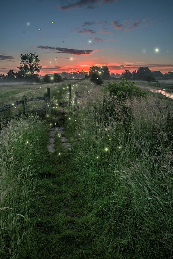 a path that is surrounded by grass and fireflies