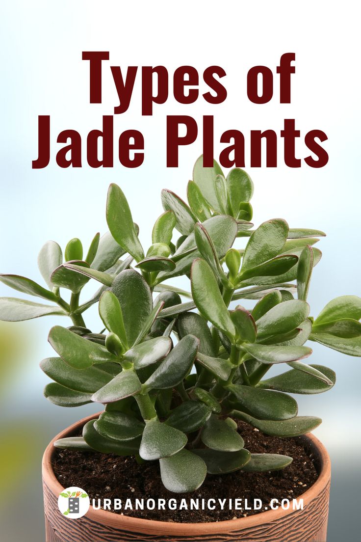 a potted plant with the title types of jade plants