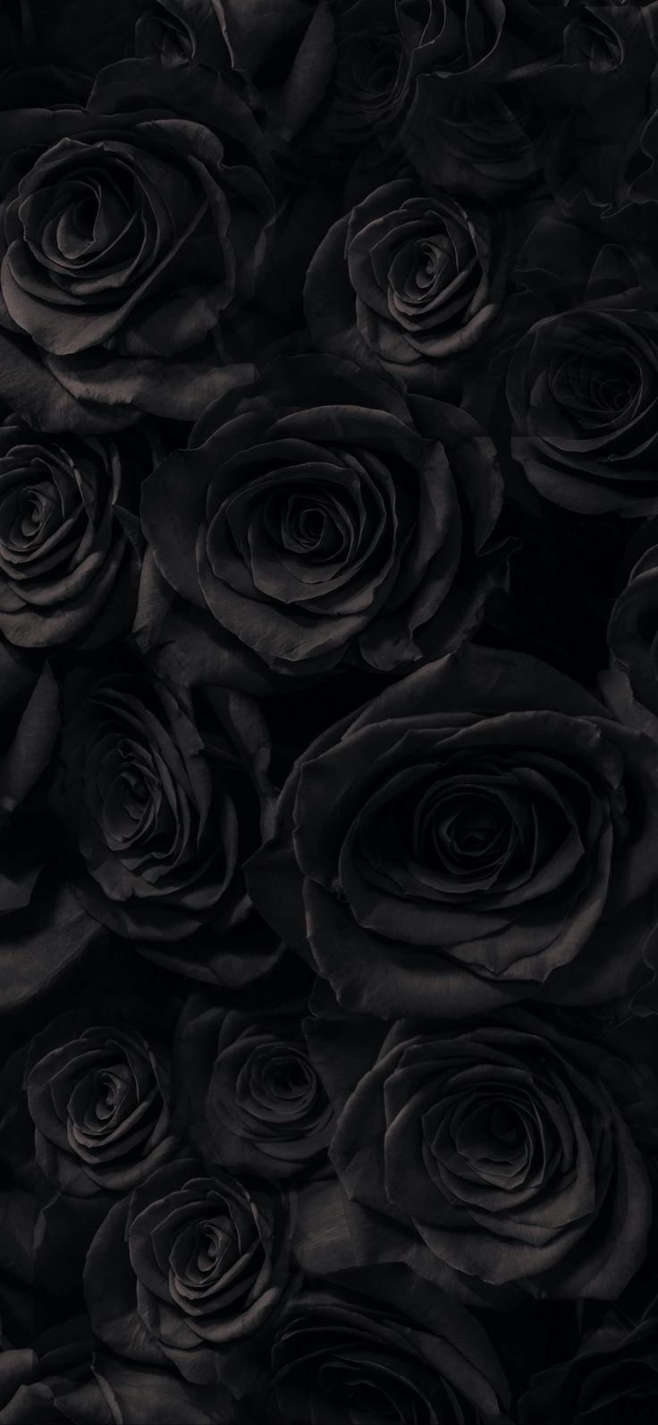 black and white photograph of many roses