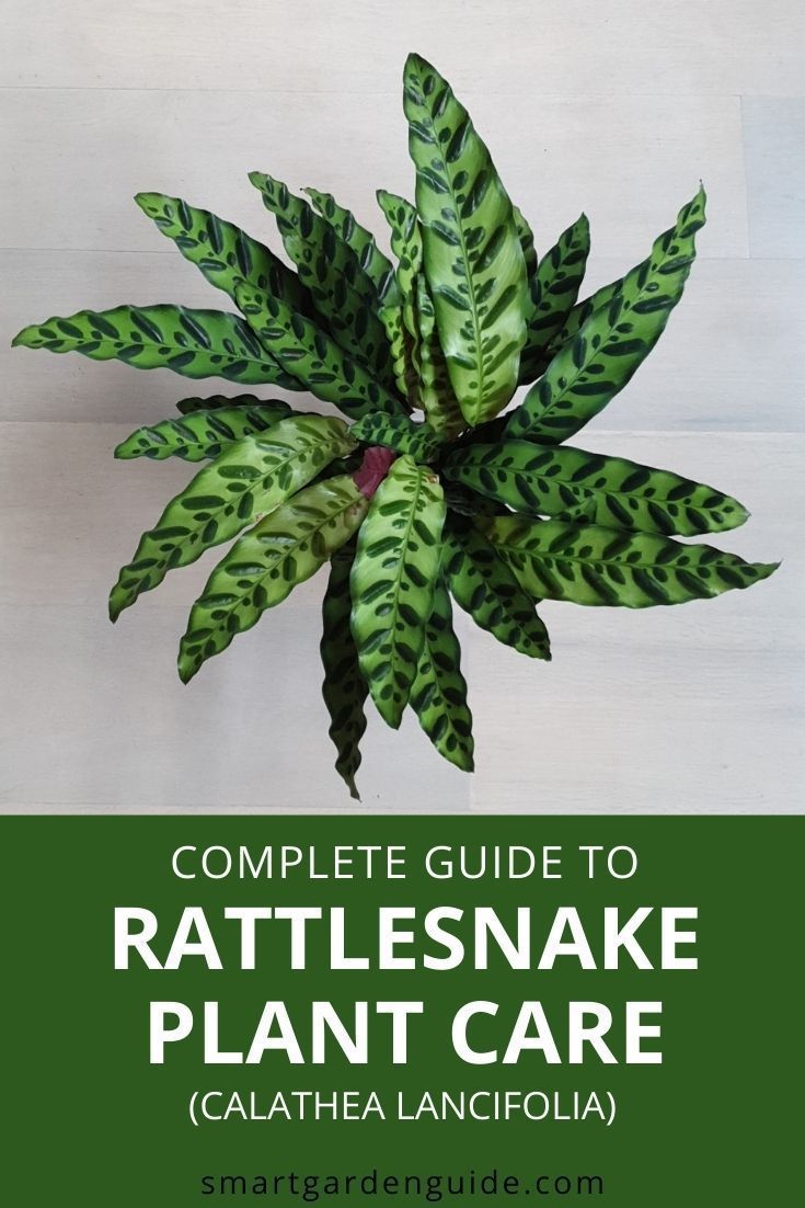 the complete guide to rattlesnake plant care calathea lancifolia