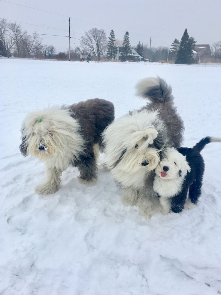 three small dogs are standing in the snow