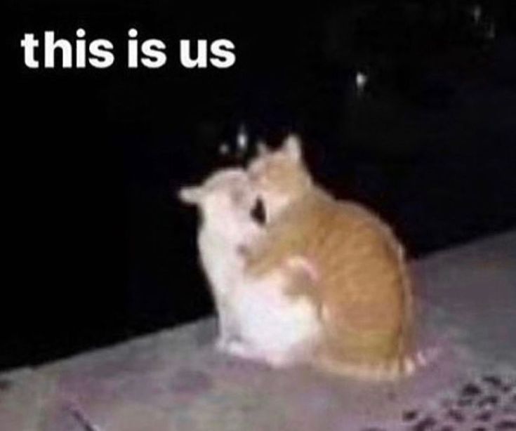 an orange and white cat sitting on top of a cement floor next to a black background