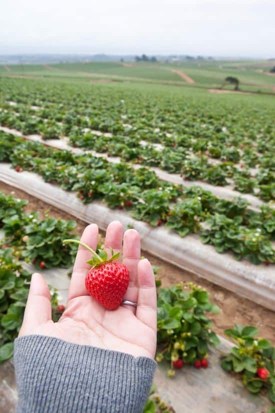 a hand is holding a strawberry in front of rows of strawberries on the farm