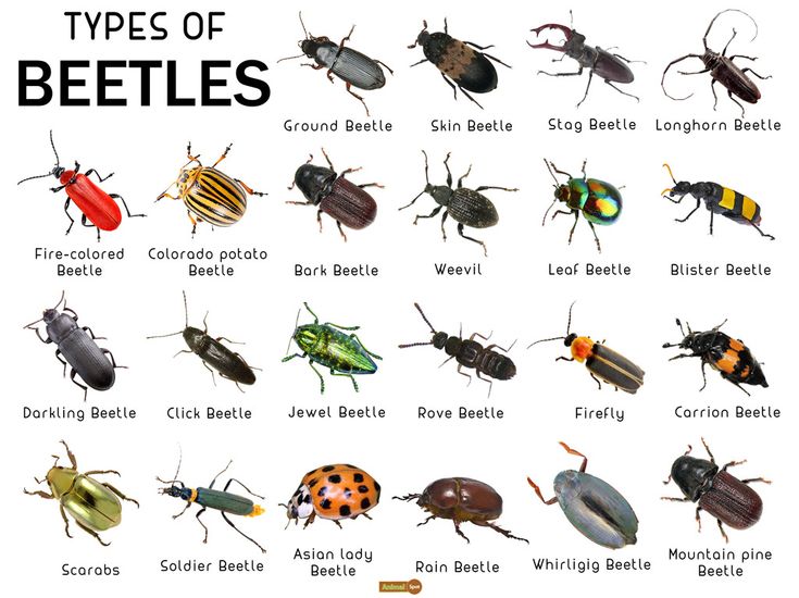 an image of different types of beetles