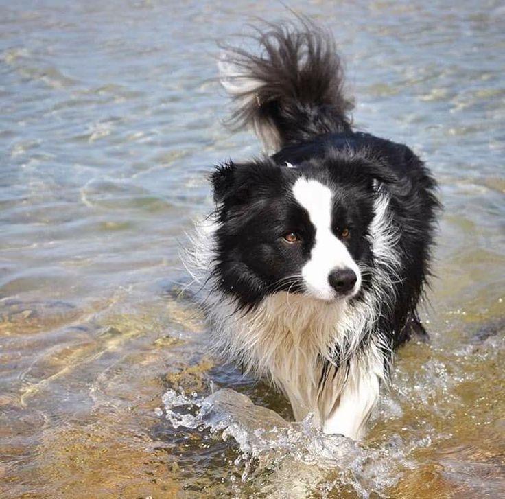 a black and white dog is in the water