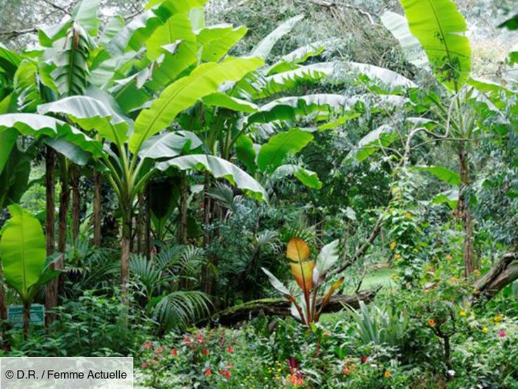 a lush green forest filled with lots of plants