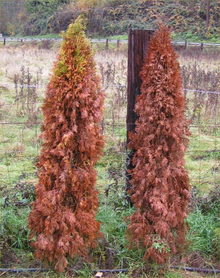 two tall trees in the middle of a field