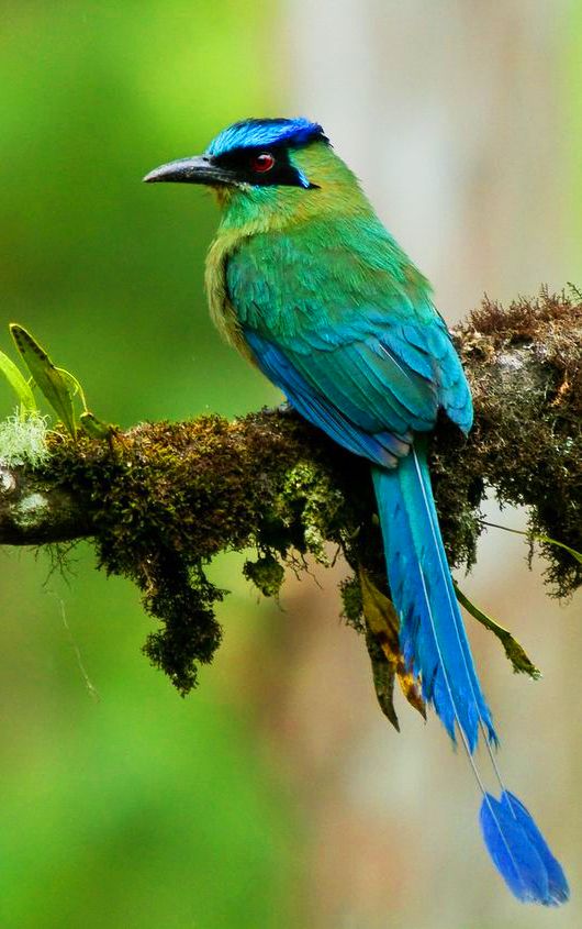 a blue and green bird is perched on a tree branch with moss growing all over it