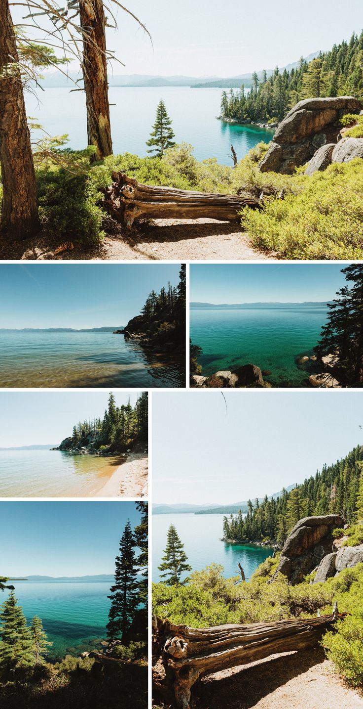 four different shots of trees and water in the woods, along with some logs on the ground