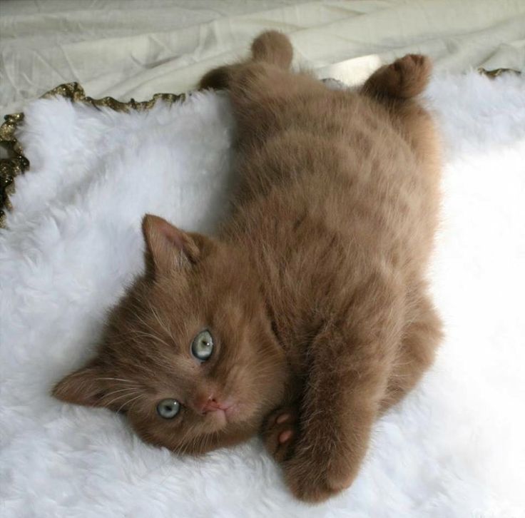 a brown cat laying on top of a white blanket