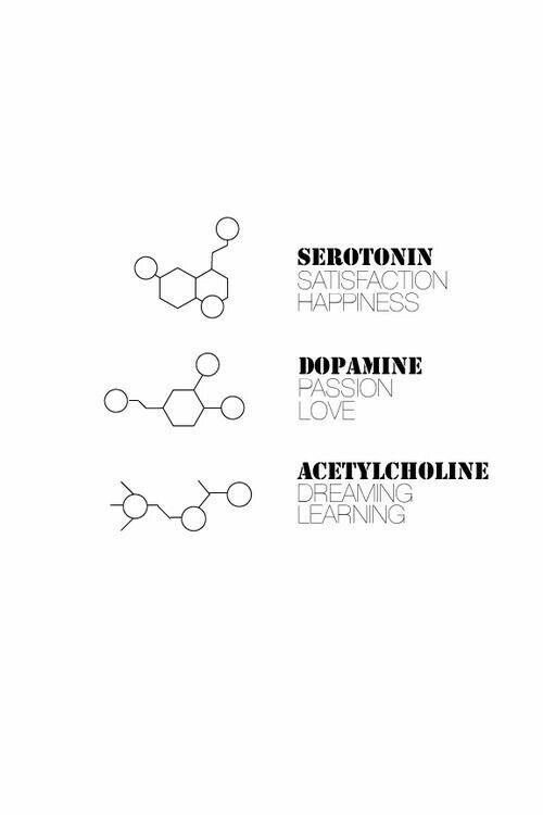 the book cover for serotronin, dopapine and acetylcholinne