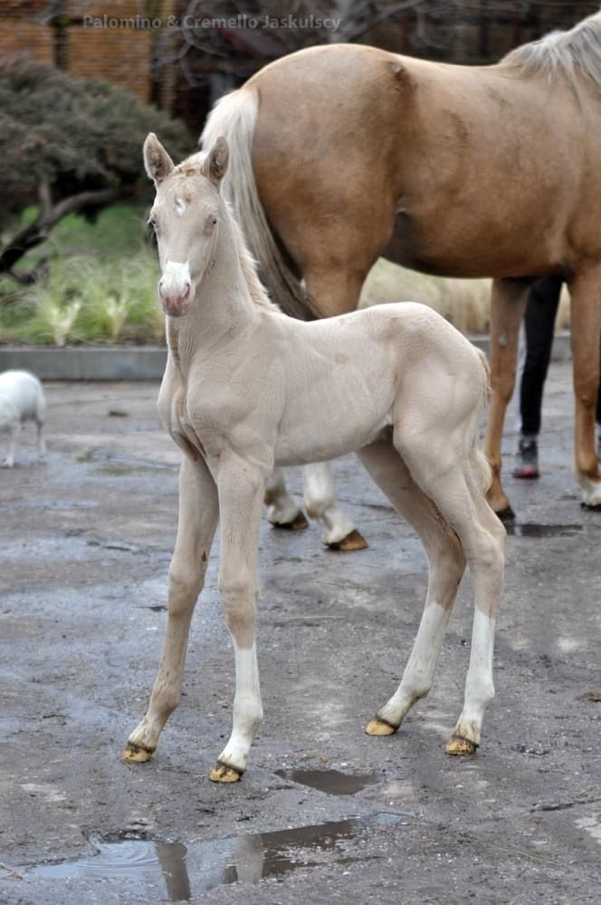 a baby horse standing next to an adult horse