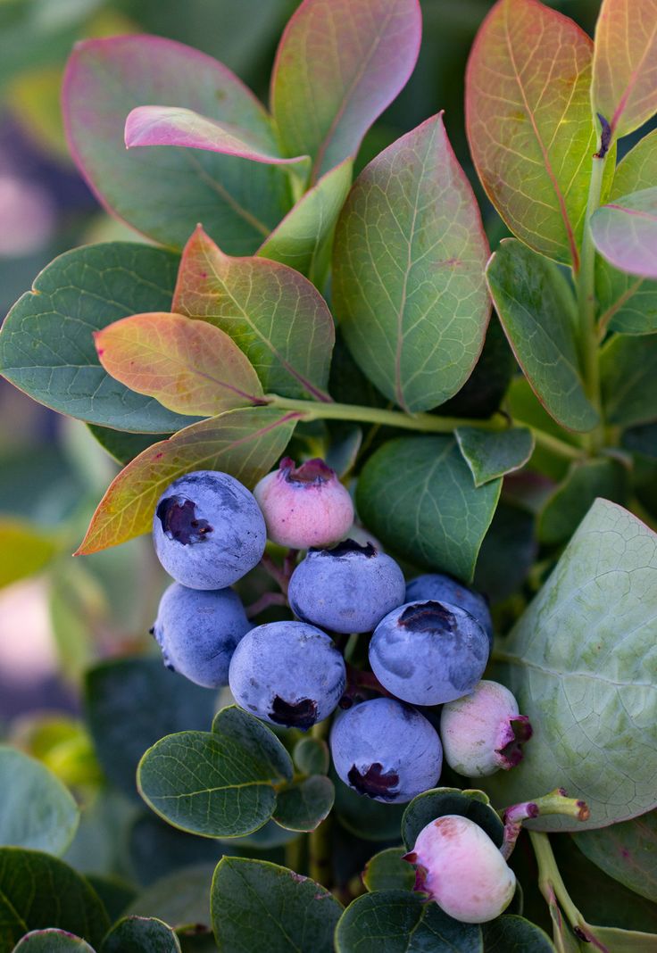 some blue berries are growing on the tree