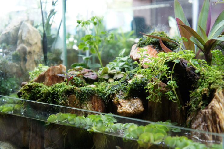 an aquarium filled with lots of plants and rocks