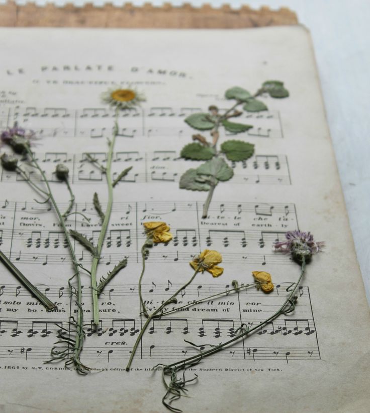 dried flowers and sheet music are arranged on an old sheet with musical notes in the background