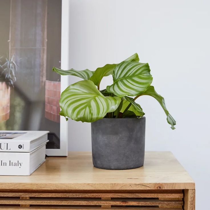 a potted plant sitting on top of a wooden table next to a white book