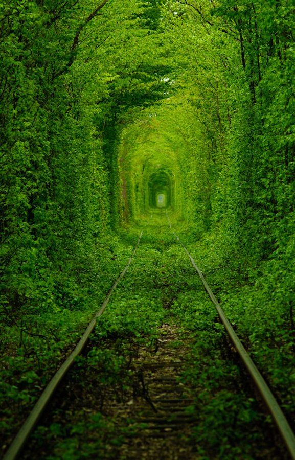 an image of a tunnel in the woods with trees on either side and train tracks running through it